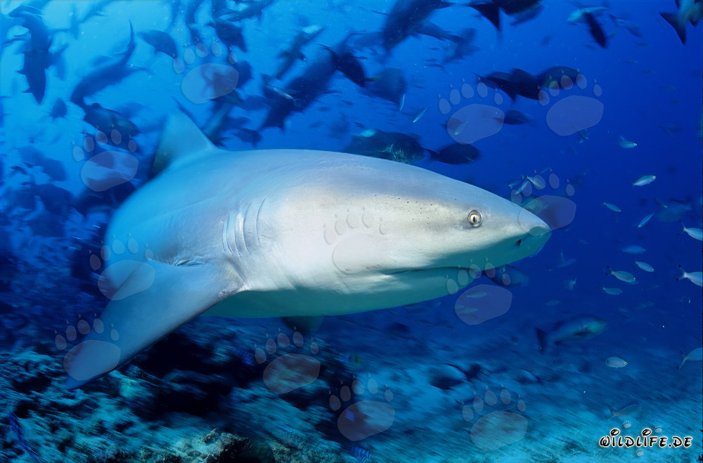 Requin taureau fascinant près du récif