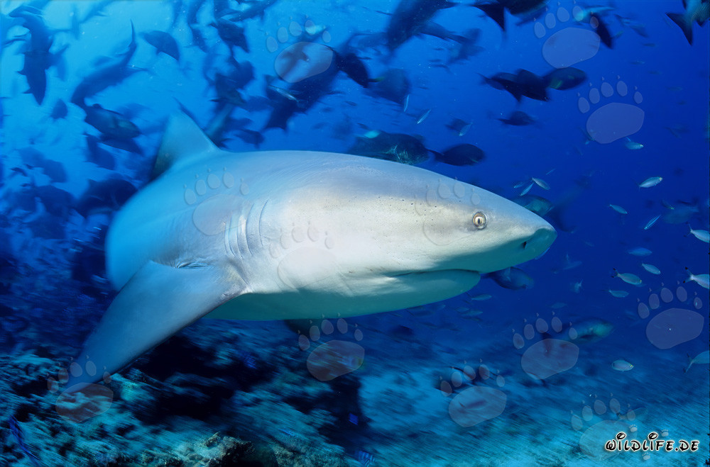 Affascinante squalo toro vicino alla barriera corallina