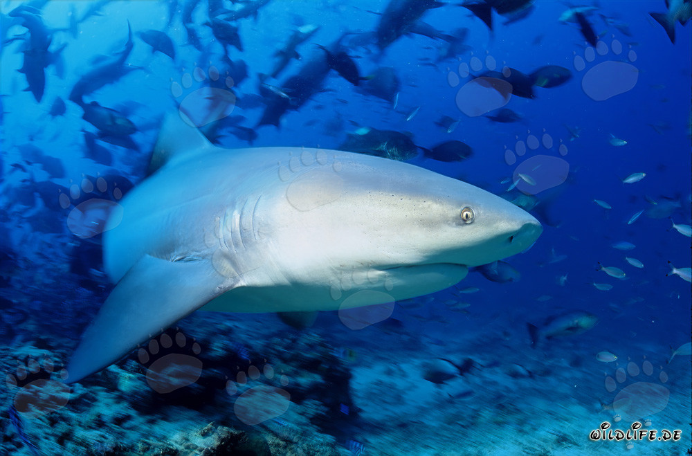 Fascinante tiburón toro cerca del arrecife