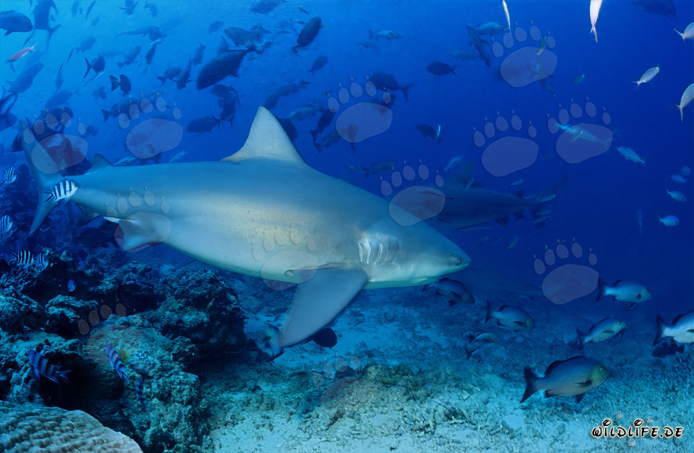 Impressionnant requin taureau nage près d'un récif corallien