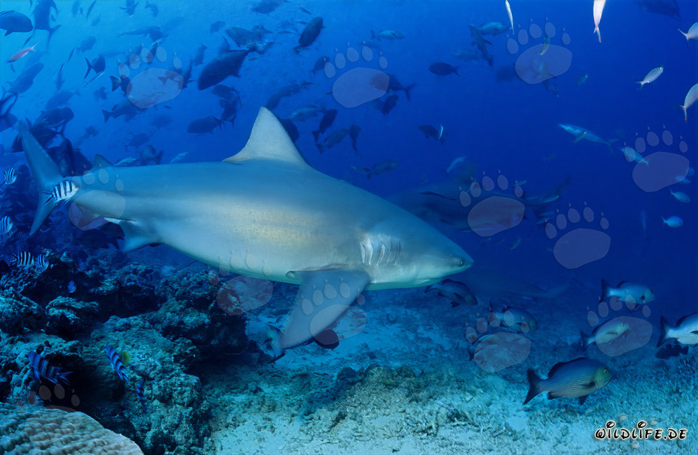 Impresionante tiburón toro nada cerca de un arrecife de coral