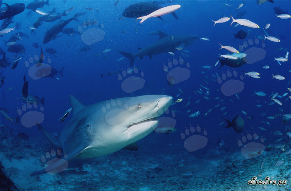 Bull shark exploring the Shark Reef at Beqa Lagoon, Fiji