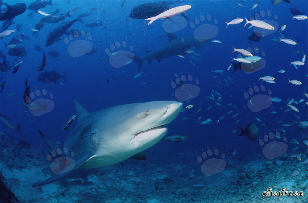Bullenhai erkundet das Shark Reef auf Beqa Lagoon, Fiji