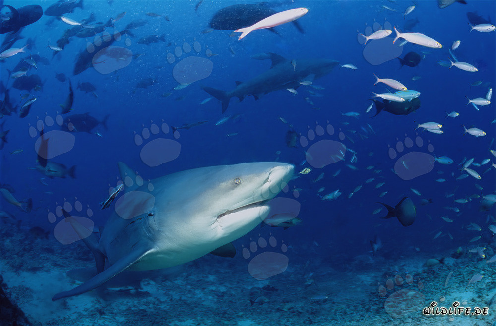 Requin-taureau explorant le récif de requins à Beqa Lagoon, Fidji