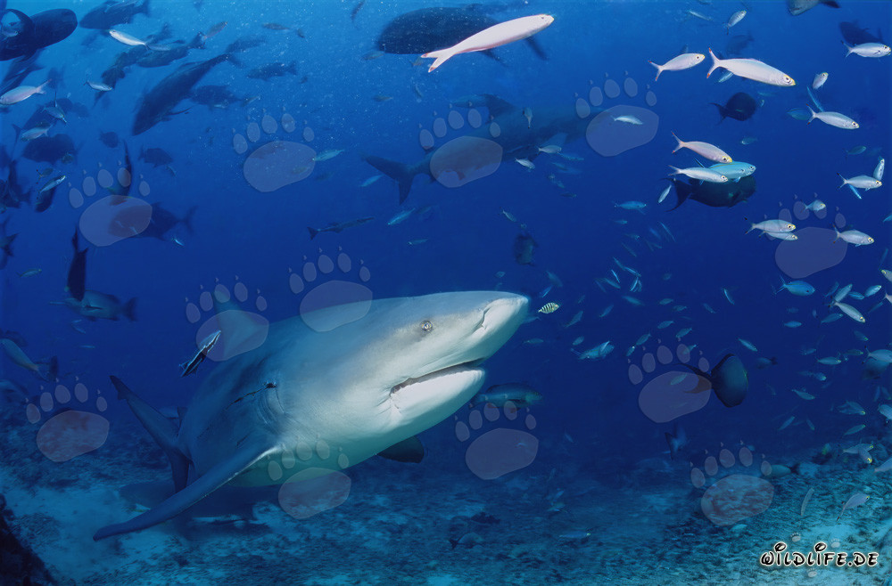 Tiburón toro explorando el arrecife de tiburones en Beqa Lagoon, Fiyi