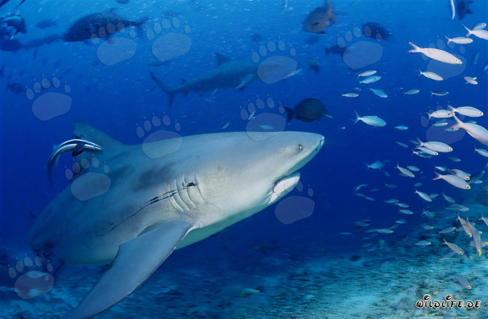 Bull Shark with fishing hook in the gills in Beqa Lagoon, Fiji