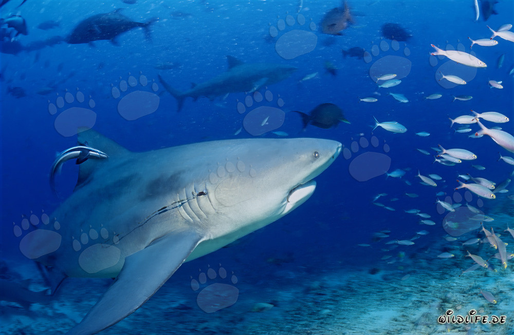 Requin bouledogue avec un hameçon dans les branchies dans le lagon de Beqa, Fidji