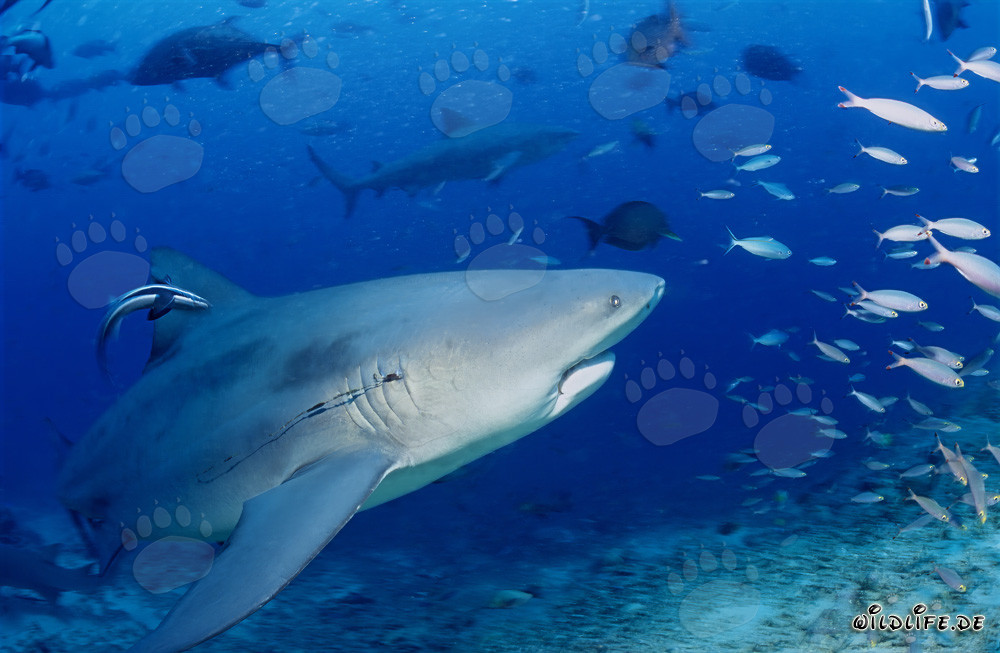 Tiburón toro con un anzuelo en las branquias en la laguna de Beqa, Fiyi