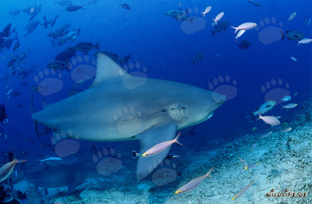 Requin taureau avec un hameçon dans les branchies