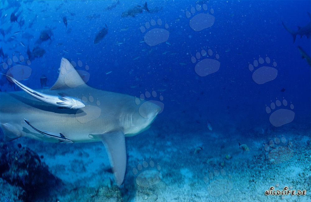 Majestic Bull Shark in Beqa Lagoon