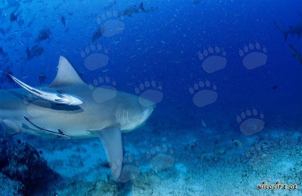 Requin taureau majestueux dans le lagon de Beqa