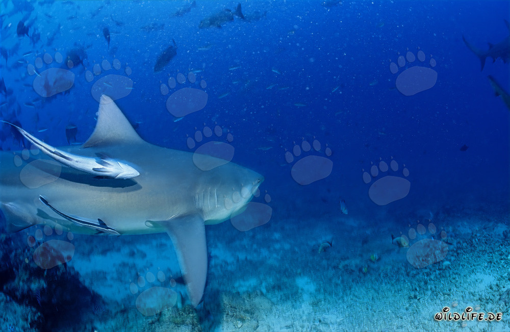 Tiburón toro majestuoso en el lago de Beqa