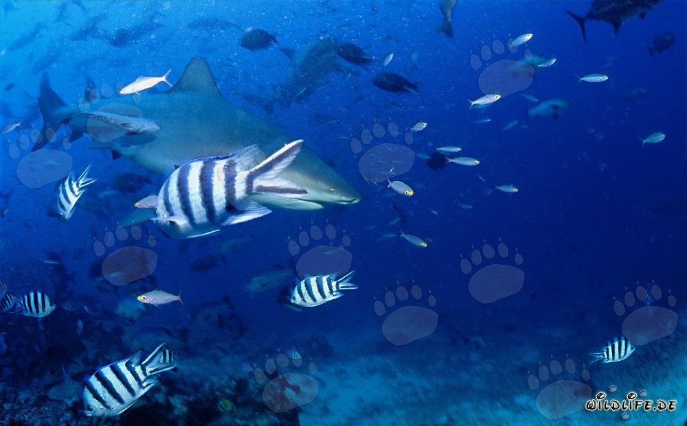 Ein imposanter Bullenhai schwimmt am Korallenriff entlang
