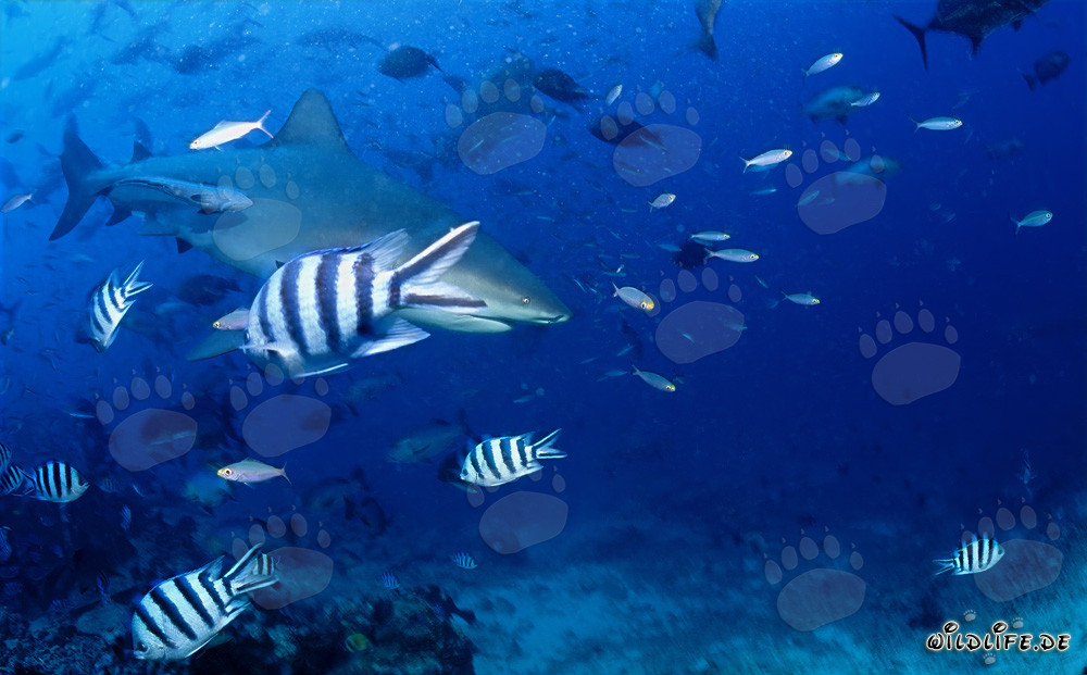 Uno splendido squalo toro nuota lungo la barriera corallina