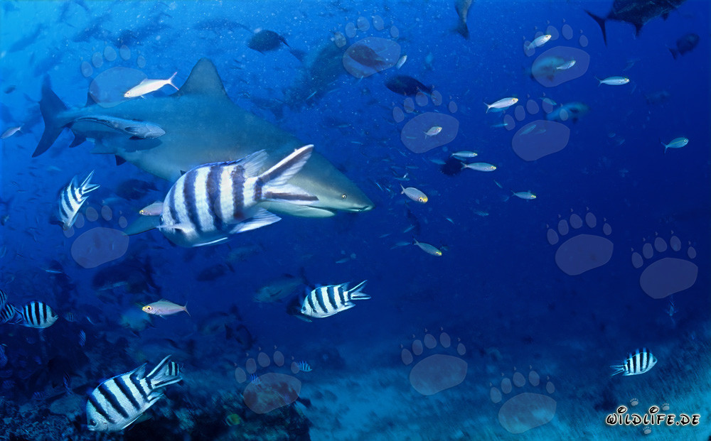 Un imponente tiburón toro nada a lo largo del arrecife de coral
