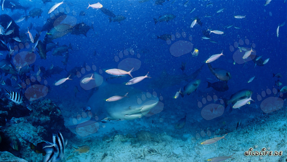 Bull shark emerges from the deep to Shark Reef in Beqa Lagoon, Fiji
