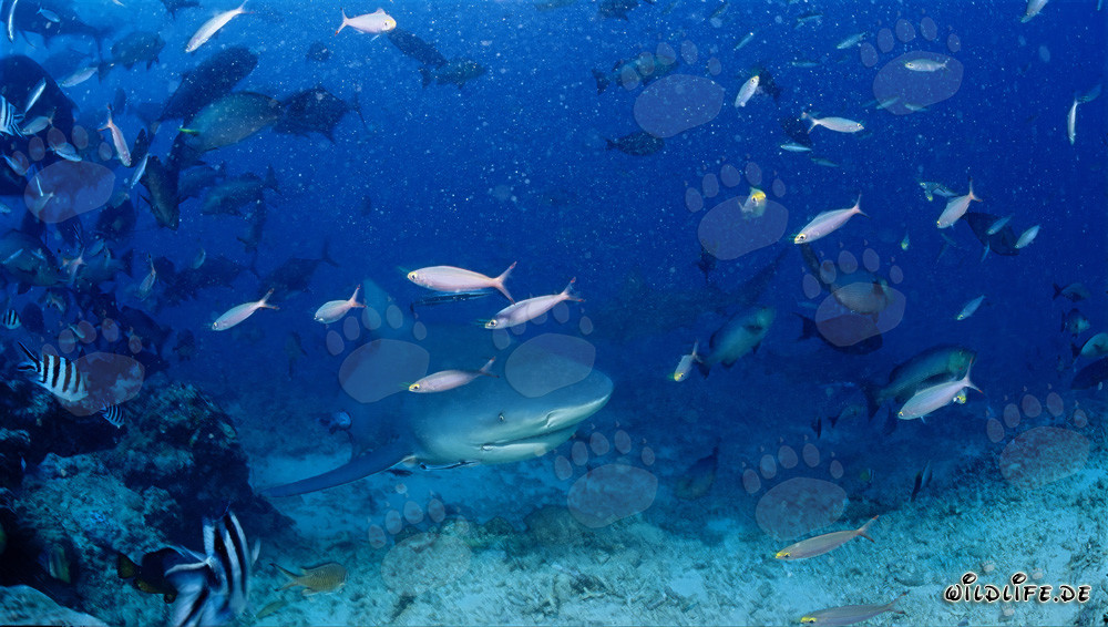 Bullenhai schwimmt aus der Tiefe zum Shark Reef in Beqa Lagoon, Fiji