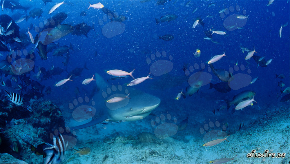Requin-taureau nage des profondeurs jusqu'au Shark Reef dans le lagon de Beqa, Fidji