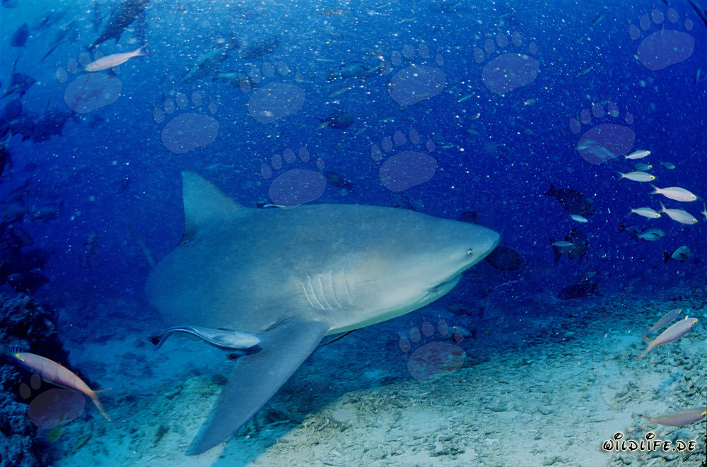 Bull shark exploring the reef in Beqa Lagoon, Fiji