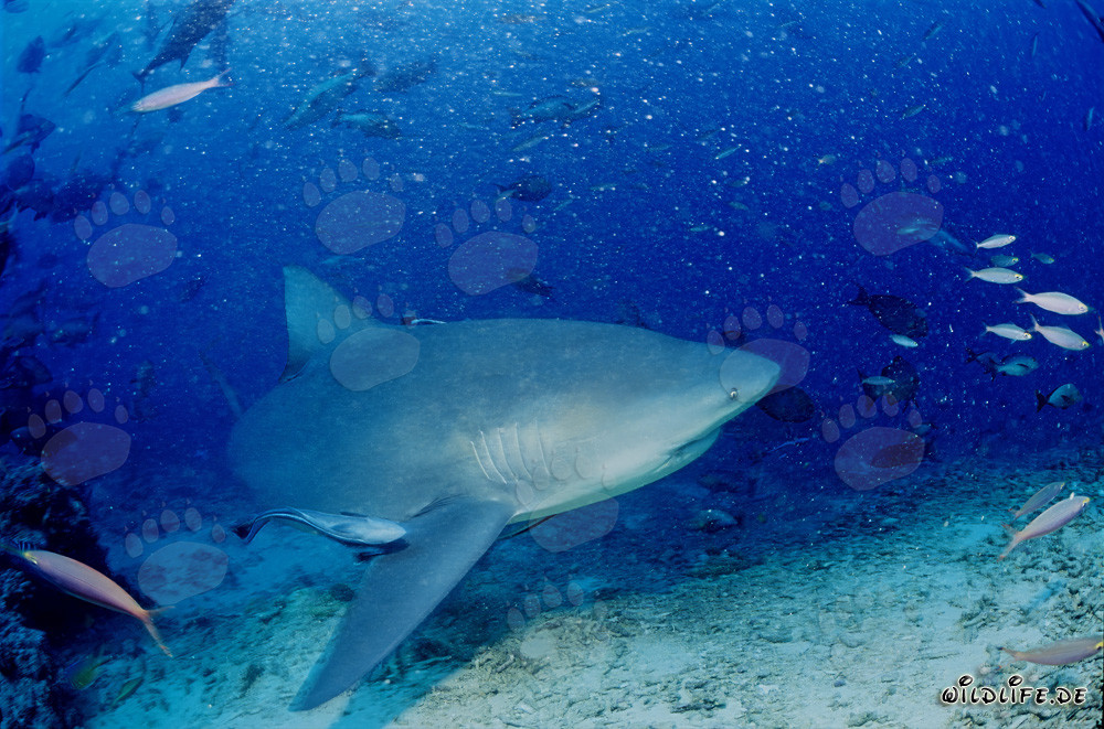 Requin taureau explorant le récif de Beqa Lagoon, Fidji