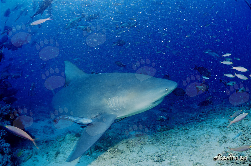 Tiburón toro explorando el arrecife en Beqa Lagoon, Fiji