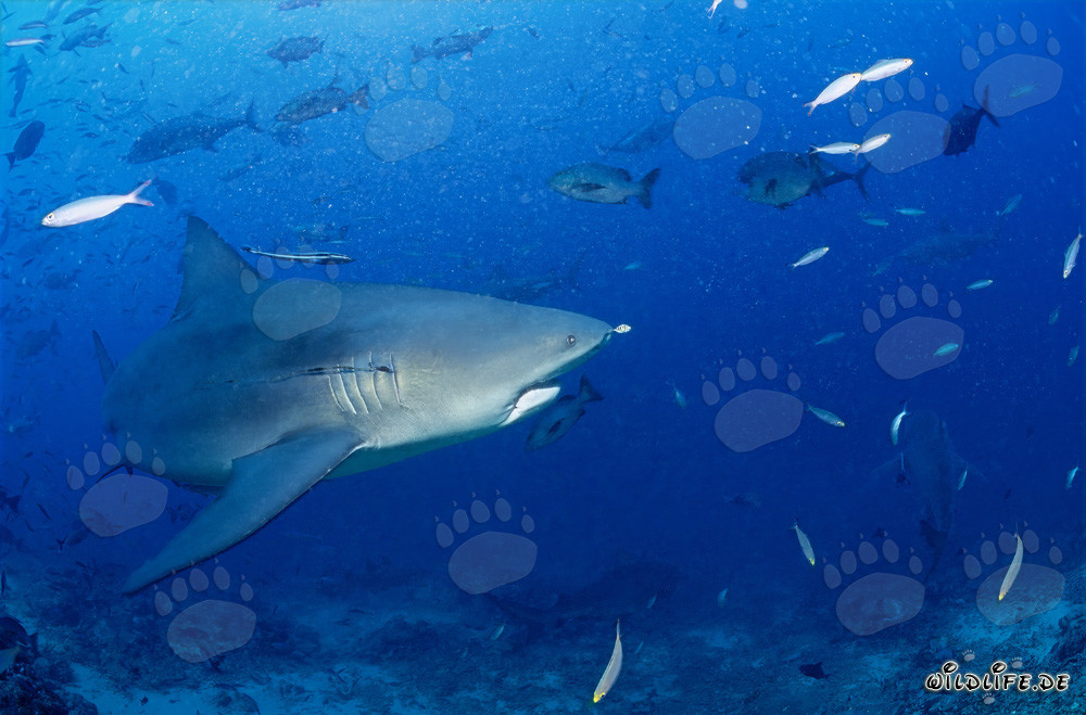 Bull shark in the Beqa lagoon