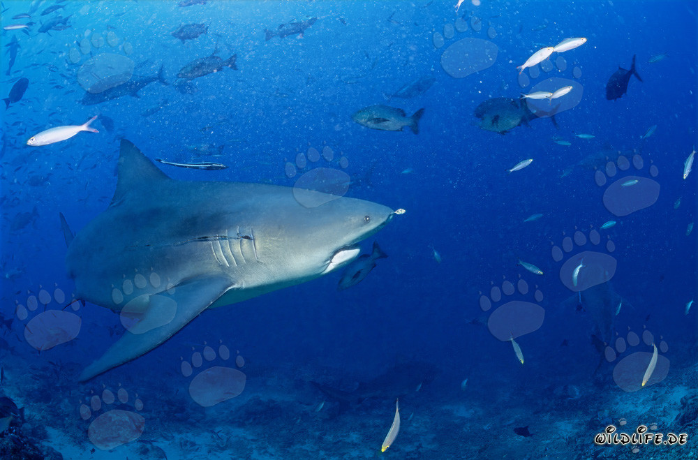 Requin taureau dans le lagon de Beqa