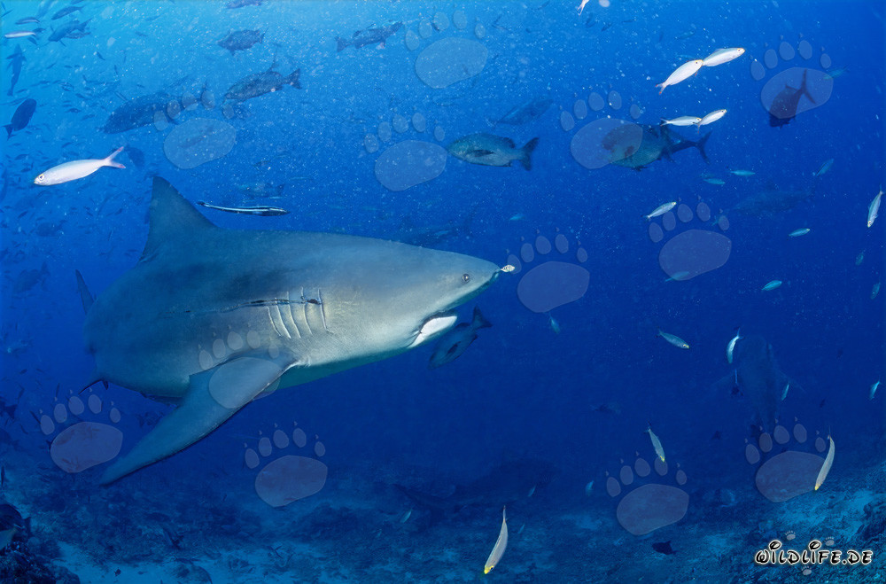 Tiburón toro en la laguna de Beqa
