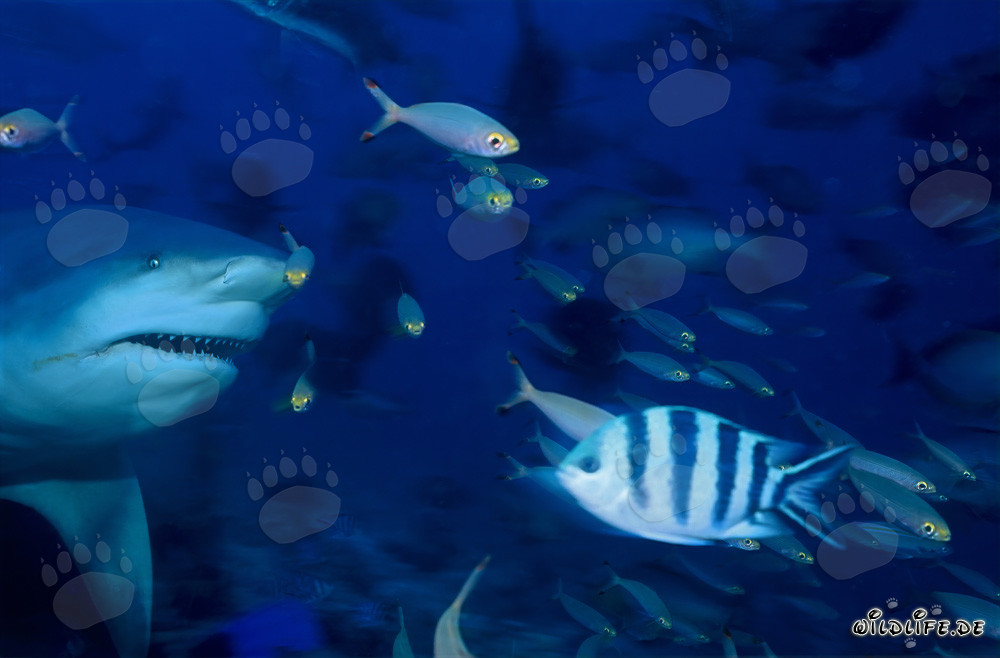 Majestic bull shark swimming through the reef surrounded by small fishes
