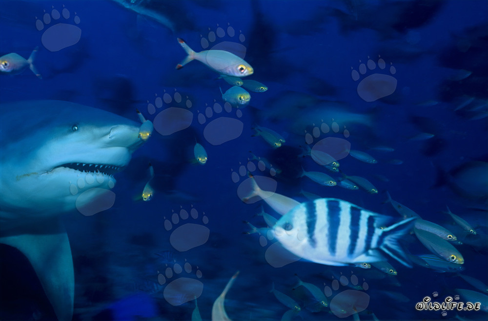 Majestätischer Bullenhai schwimmt durch das Riff und umgeben von kleinen Fischen