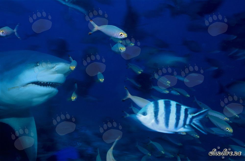 Requin taureau majestueux nage à travers le récif entouré de petits poissons