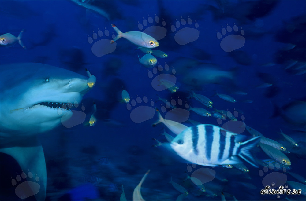 Tiburón toro majestuoso nada a través del arrecife rodeado de peces pequeños