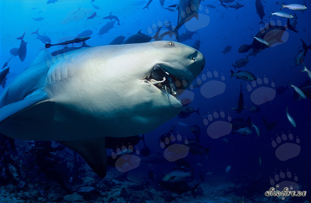 Grim looking bull shark