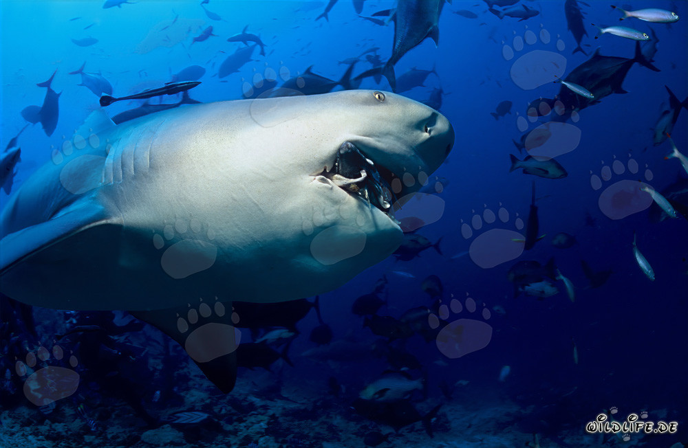 Requin taureau au regard féroce