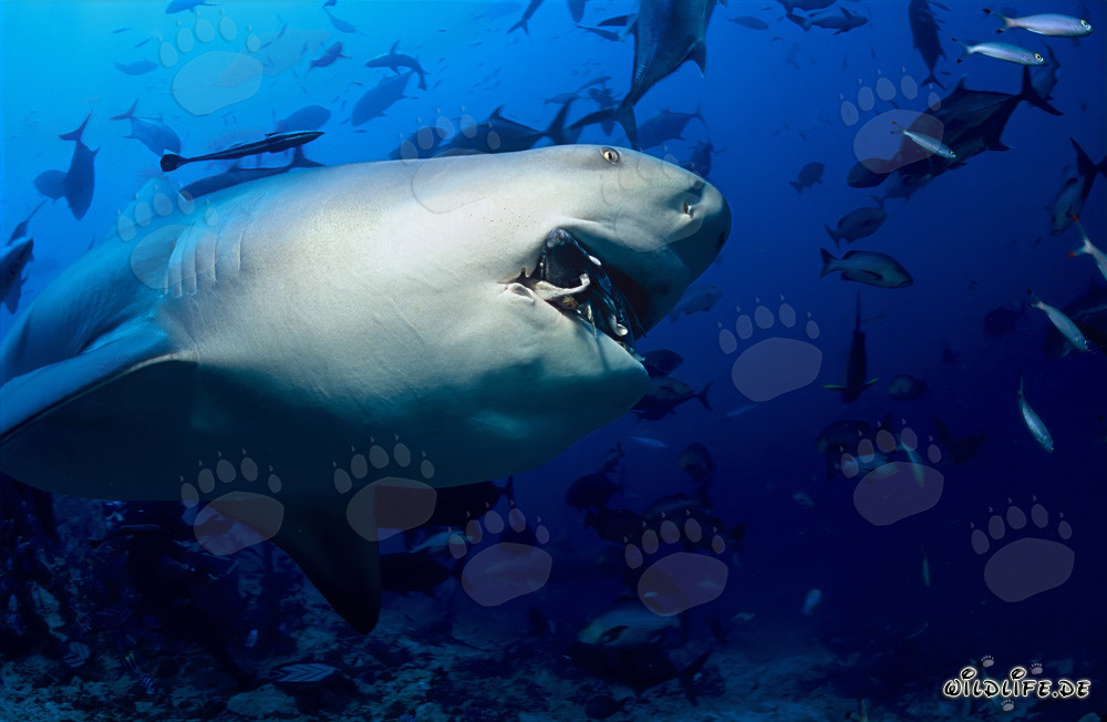 Tiburón toro con mirada feroz