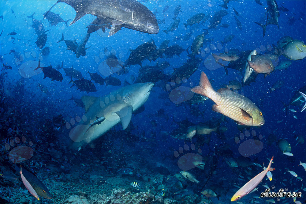 Impressive Bull Shark at Shark Reef in Beqa Lagoon