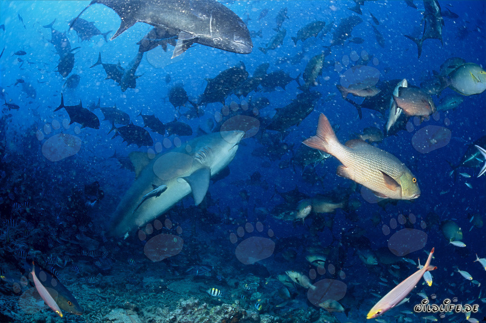 Impressionnant requin taureau au récif de requins de la lagune de Beqa