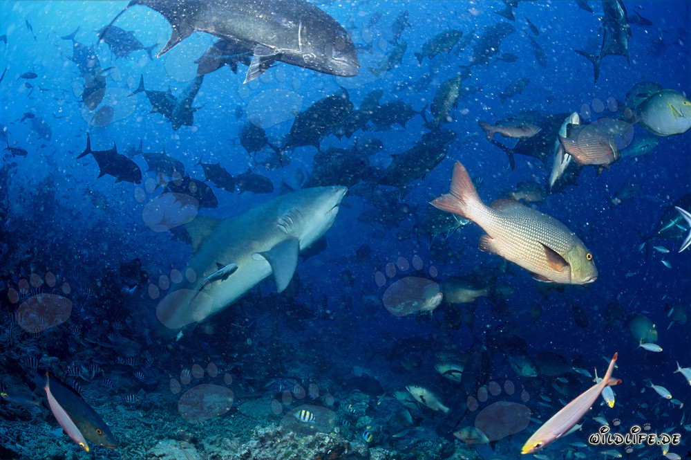 Impressionante squalo toro sulla barriera corallina dello squalo della laguna di Beqa