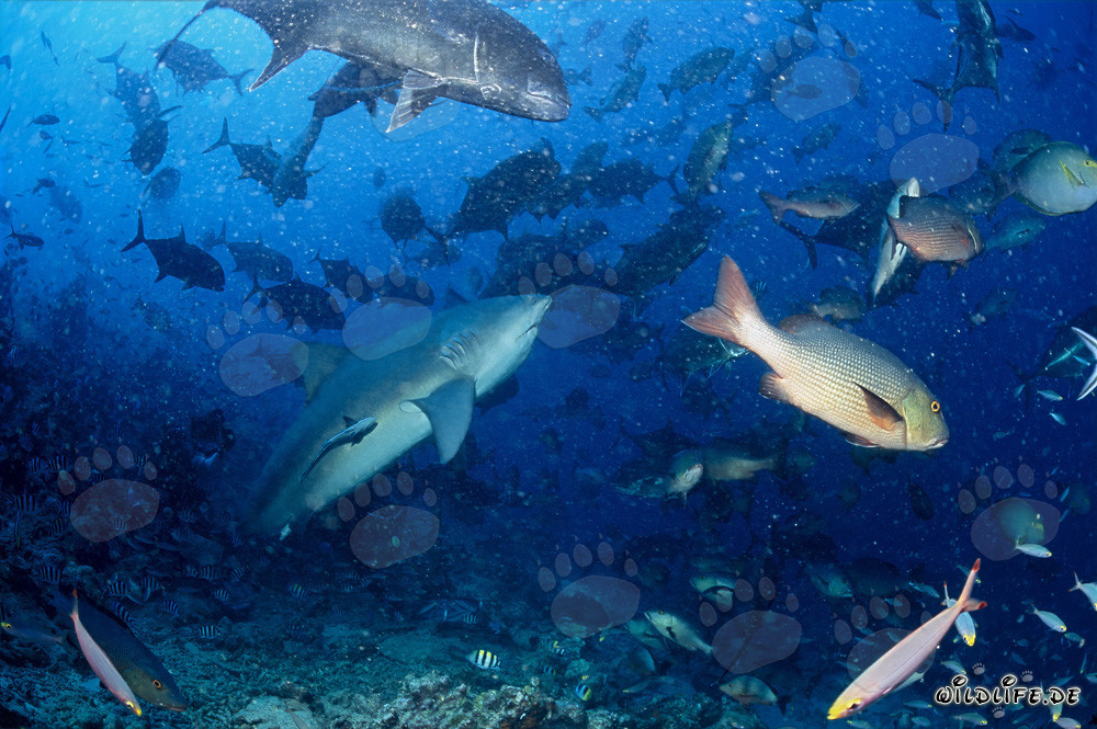 Impresionante tiburón toro en el arrecife de tiburones de la laguna de Beqa