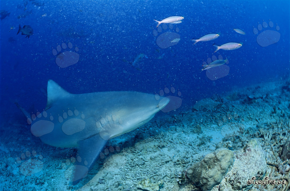 Bull Shark at Shark Reef in Beqa Lagoon on Vitu Levu, Fiji