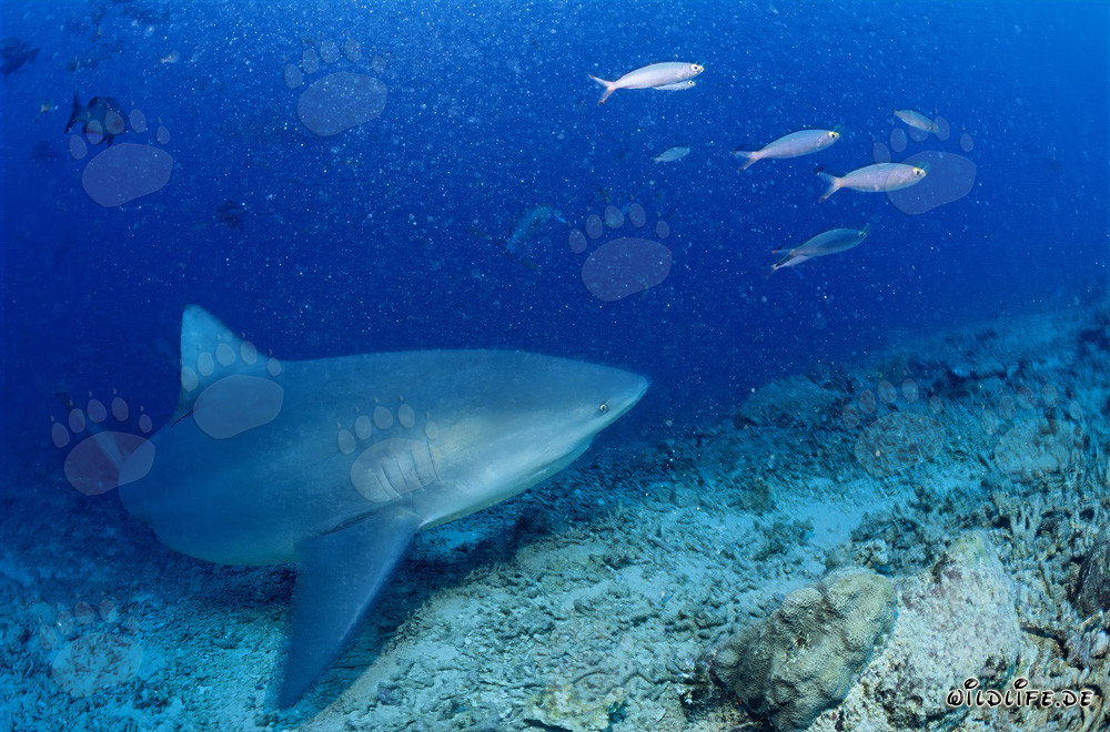 Requin taureau au Shark Reef dans le lagon de Beqa à Vitu Levu, Fidji