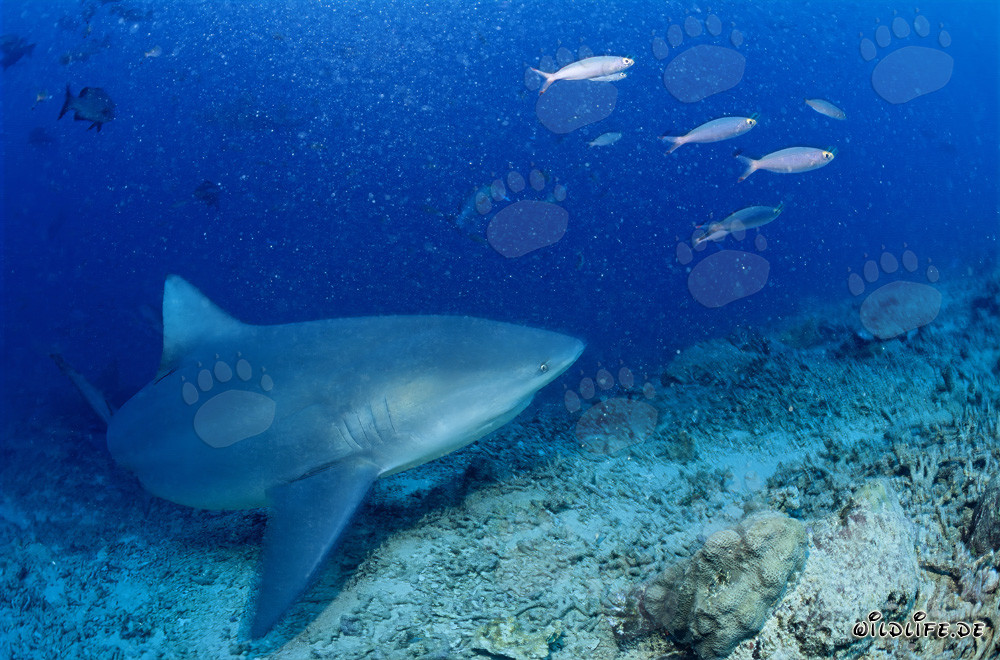 Squalo toro al Shark Reef nella laguna di Beqa a Vitu Levu, Figi
