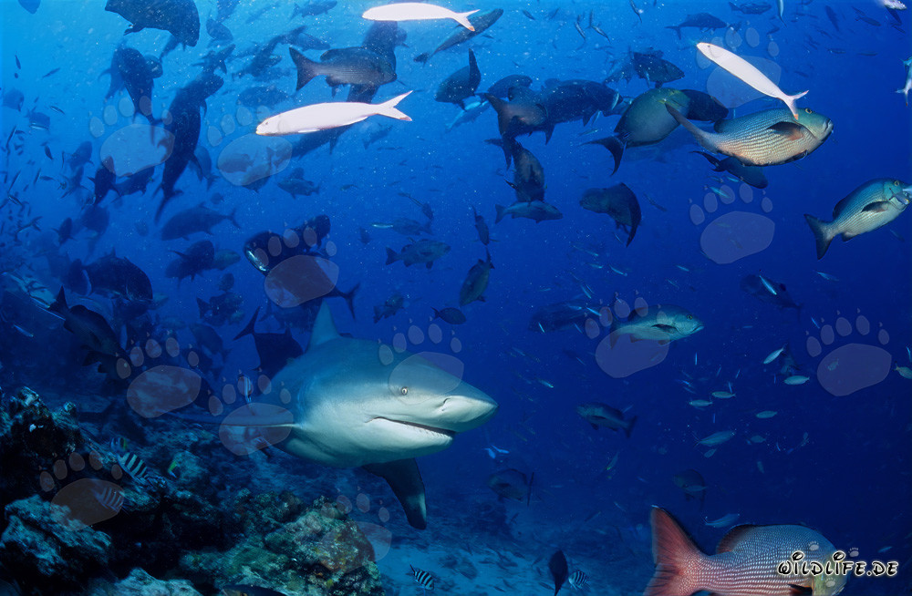 Requin taureau - Majestueux habitant des mers tropicales