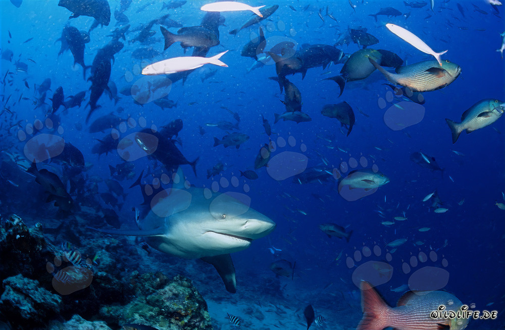 Tiburón toro - Majestuoso habitante de los mares tropicales