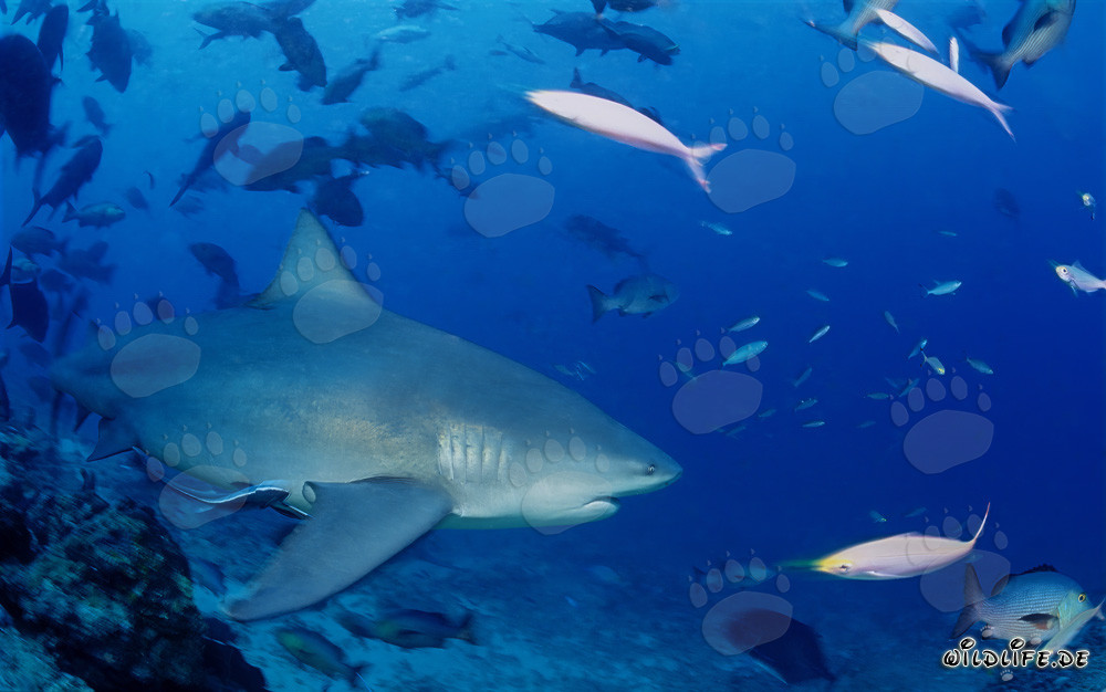 Bull Shark - Majestic Ocean Creature in Open Water