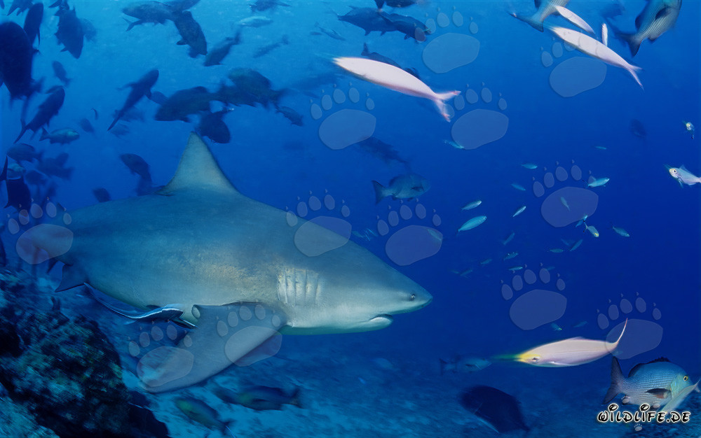 Requin taureau - Majestueux habitant des océans ouverts