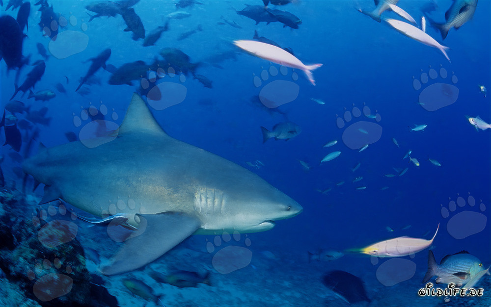 Squalo toro - Maestoso abitante degli oceani aperti