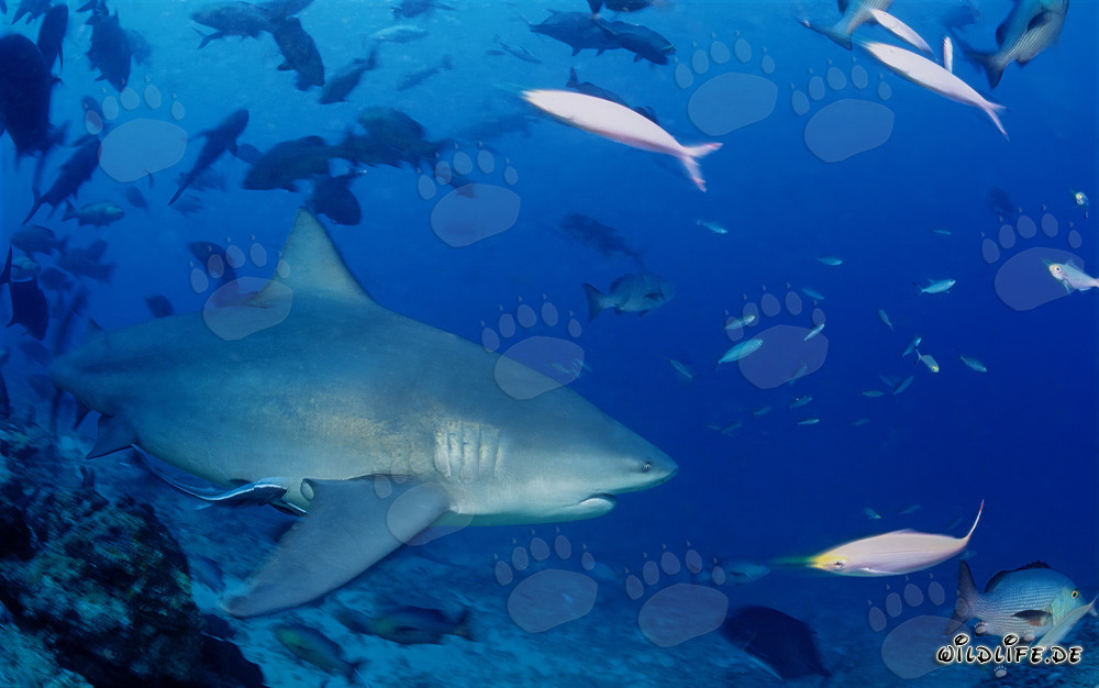 Tiburón toro - Majestuoso habitante de los océanos abiertos