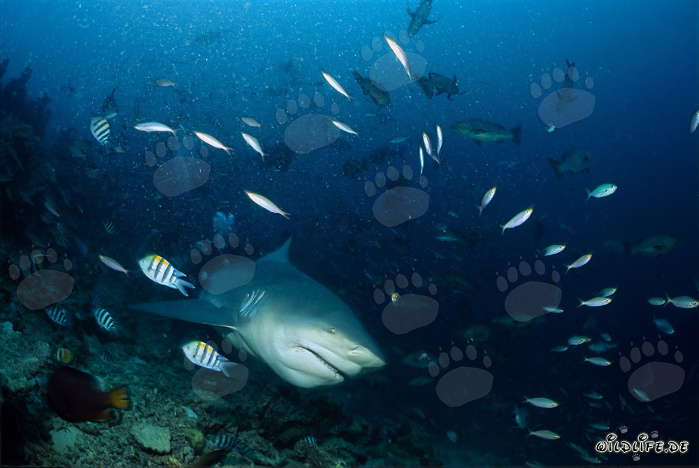 Majestic bull shark emerges from the blue depths