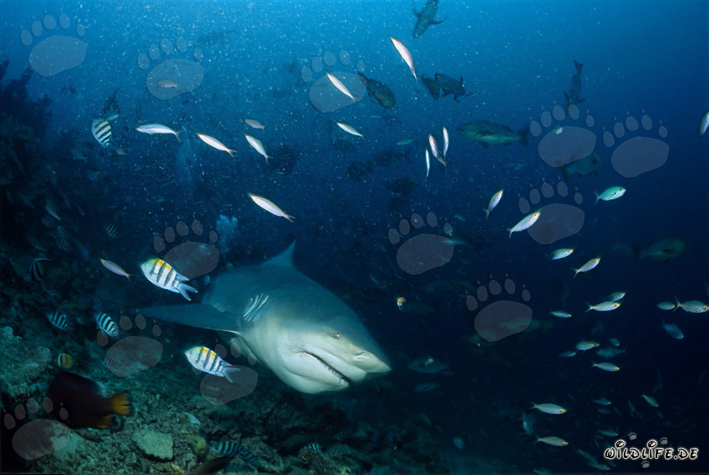 Requin taureau majestueux surgit des profondeurs bleues